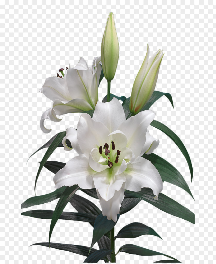 Flower Cut Flowers Easter Lily Lilium Candidum Oriental Hybrids PNG