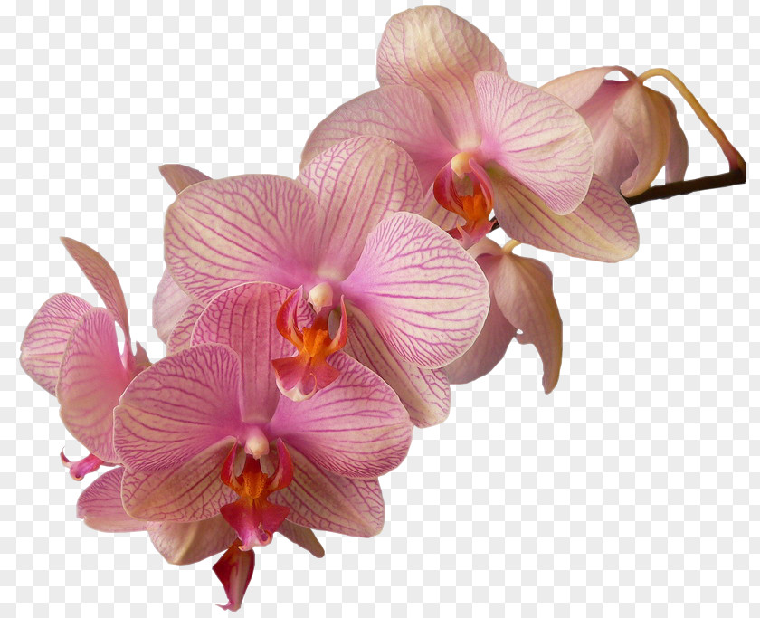 Flower Moth Orchids Dendrobium PNG