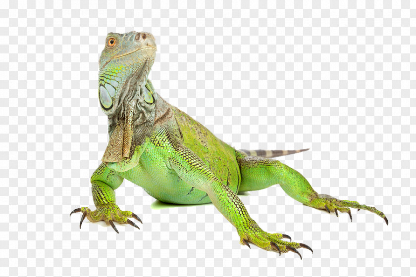 Iguana Image Green Lizard Reptile PNG