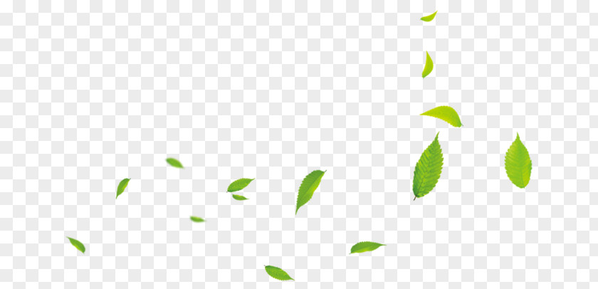 Leaf Petal Light PNG