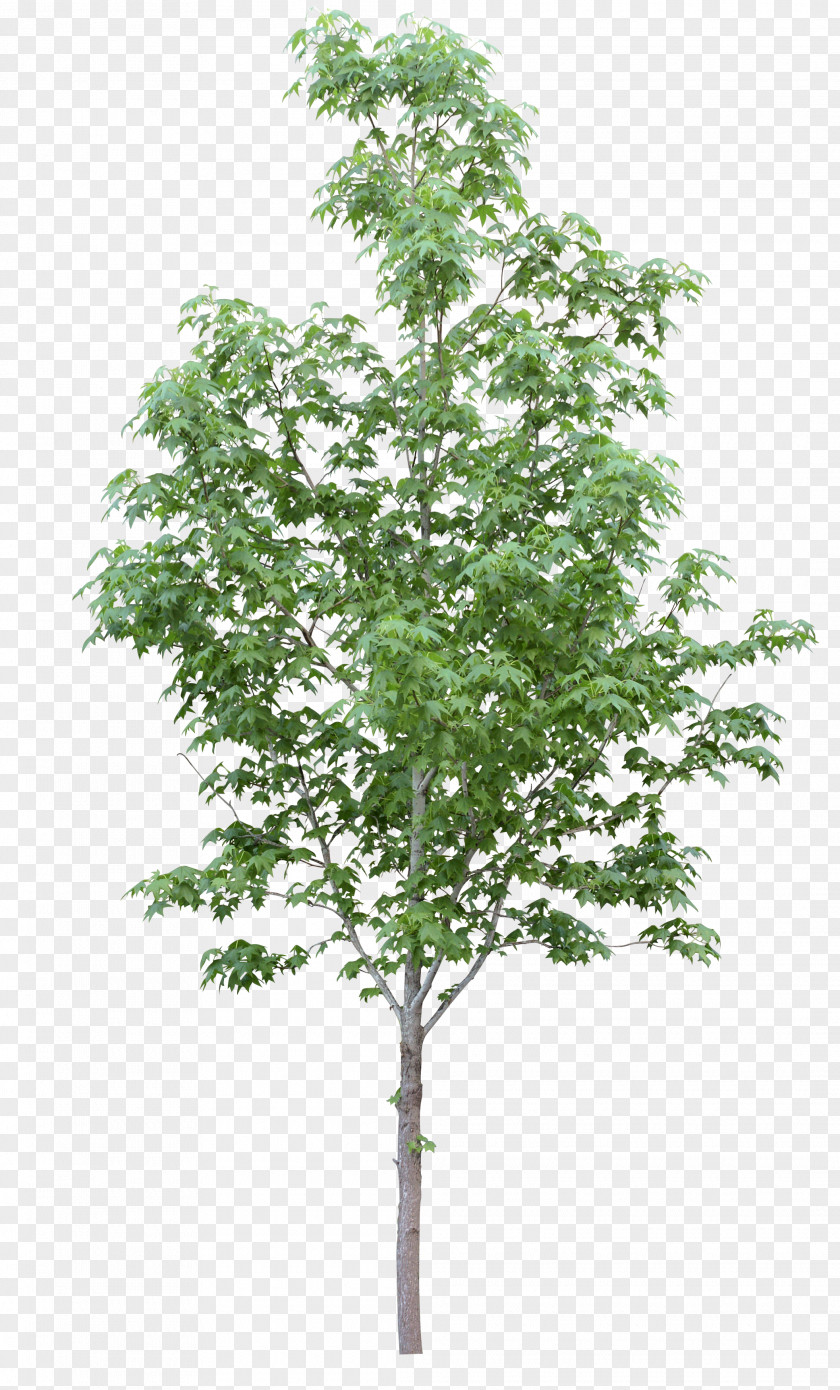 Walnut Acer Campestre Tree Oak Plant Stock Photography PNG