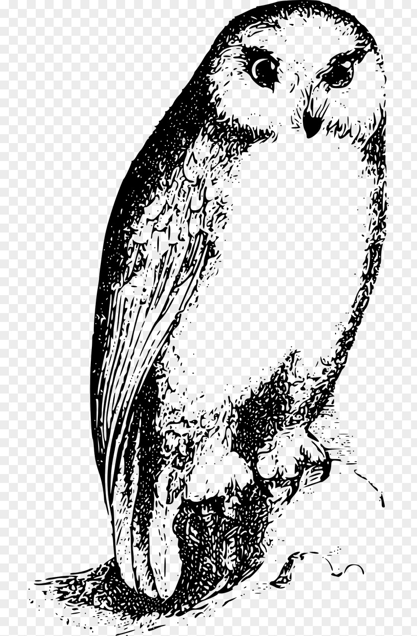 Bird Of Prey Owl Drawing Beak PNG