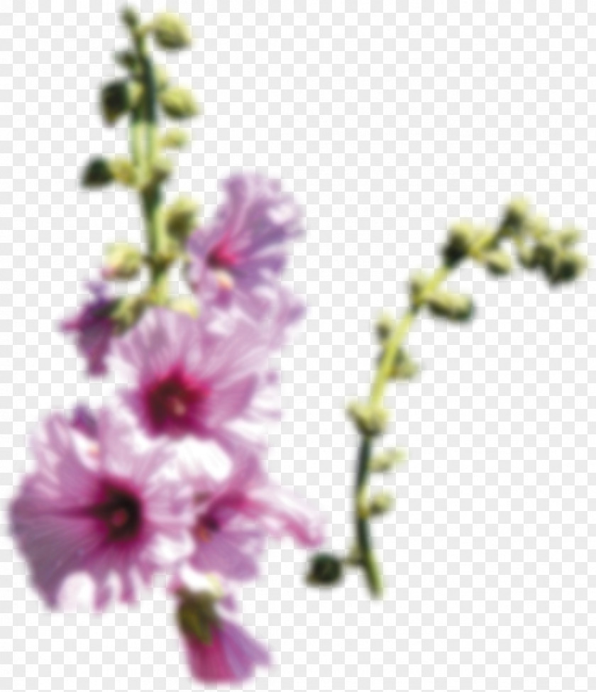 Flower Floral Design Cut Flowers Mallows Plant Stem PNG