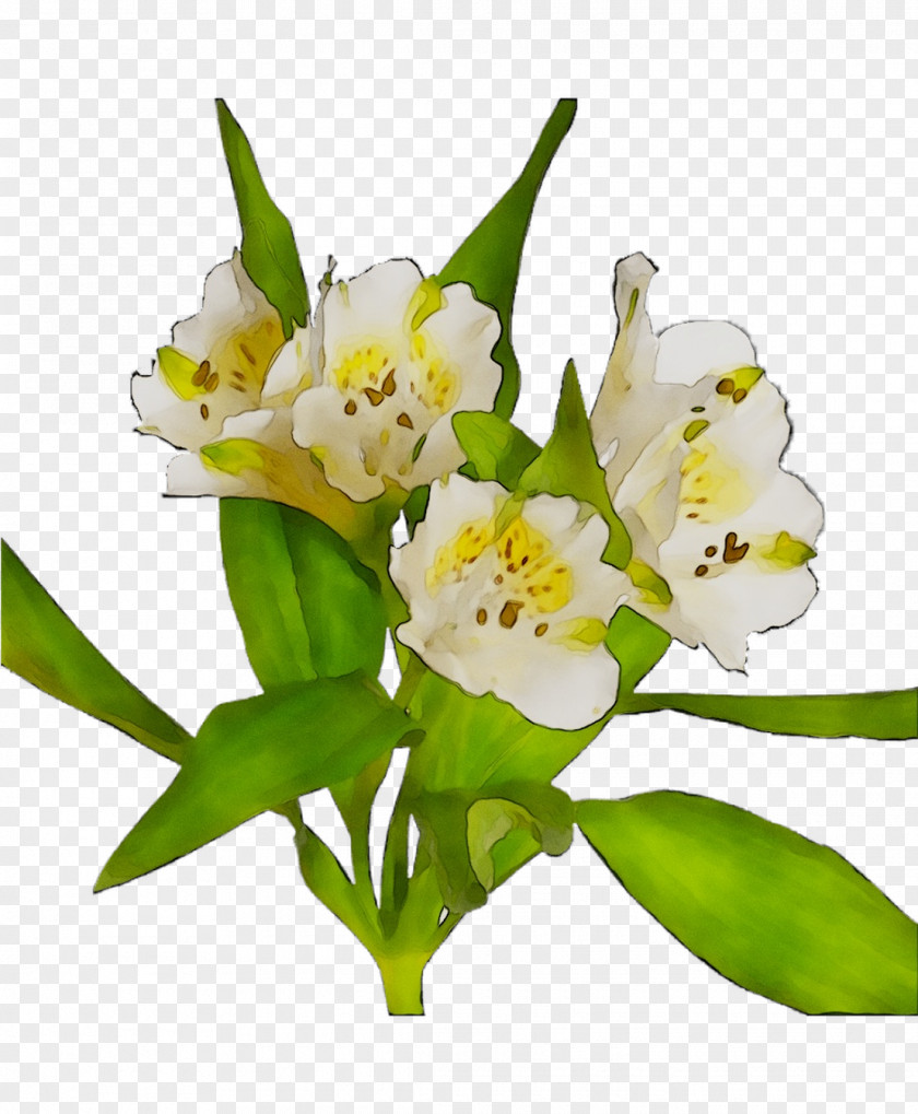 Lily Of The Incas Cut Flowers Flower Bouquet Plant Stem PNG