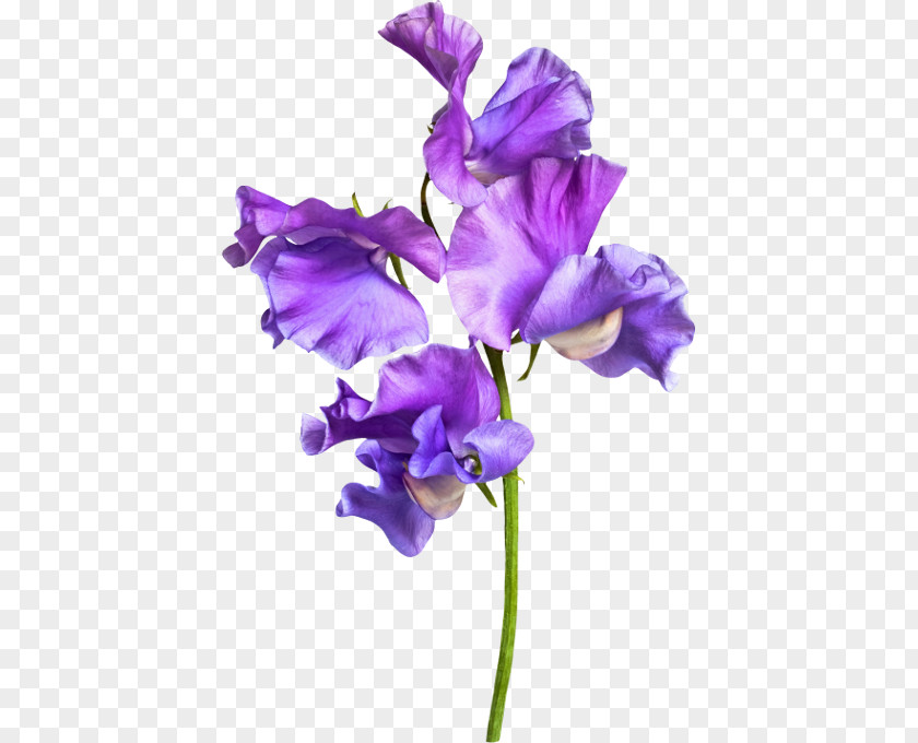 Pea Sweet Purple Cut Flowers PNG