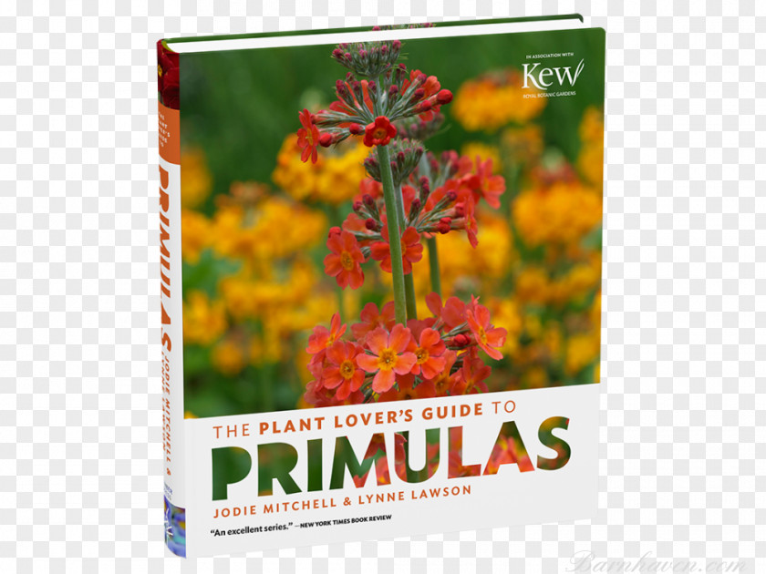 The Plant Lover's Guide To Primulas Primrose Sedums Classic Garden Plants PNG