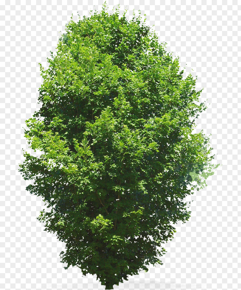 Tree Window Woody Plant PNG