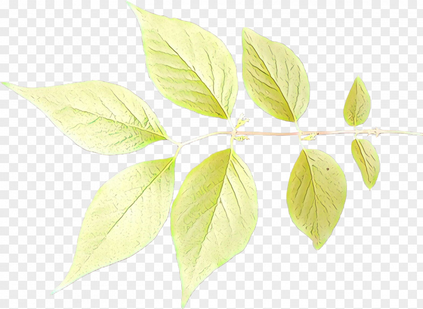 Leaf Plant Stem Branch Plants PNG