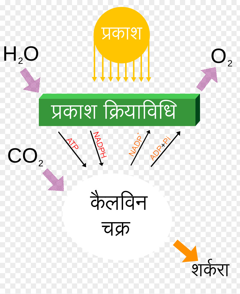 Light Photosynthesis Cellular Respiration Biology PNG