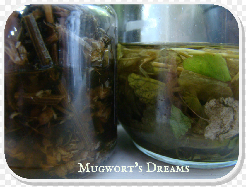 Mugwort Herbal Tea Tincture Herbalism Infusion PNG
