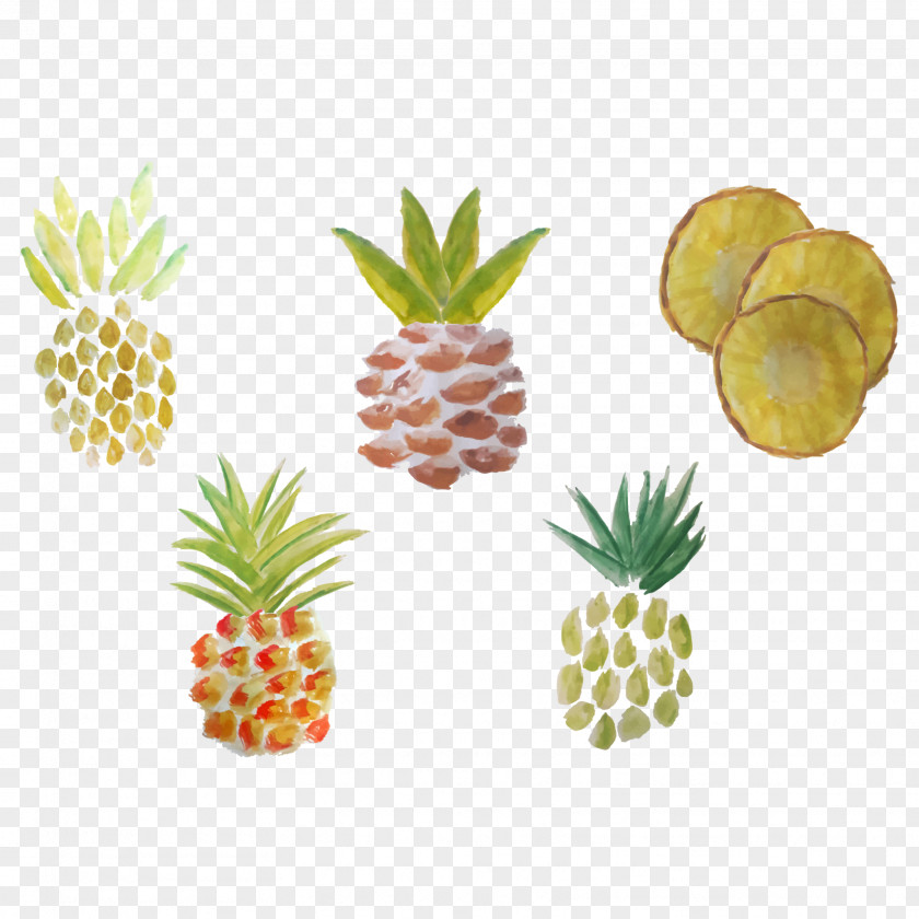 Vector Drawing Pineapple Watercolor Painting PNG