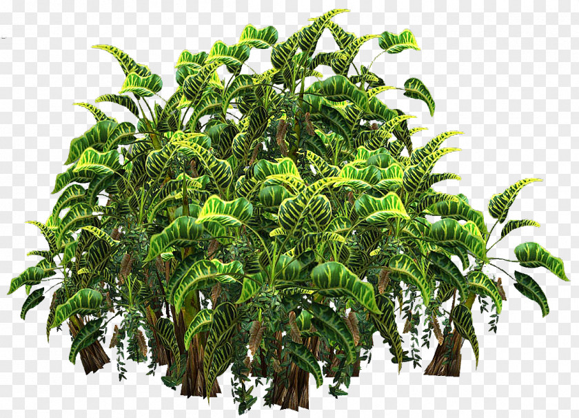 Vegetation Plant Shrub Arecaceae Clip Art PNG