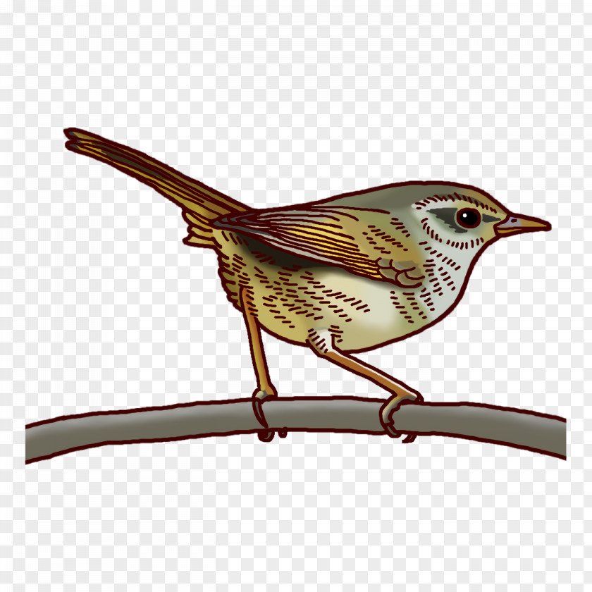 Wrens Cuckoos Common Nightingale Beak Cuculiformes PNG