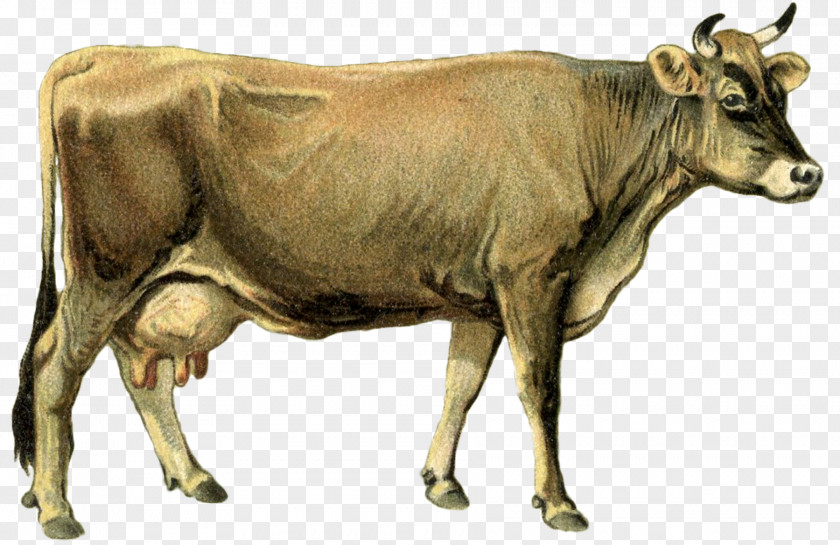 Cow Dairy Cattle Calf Ox Goat PNG