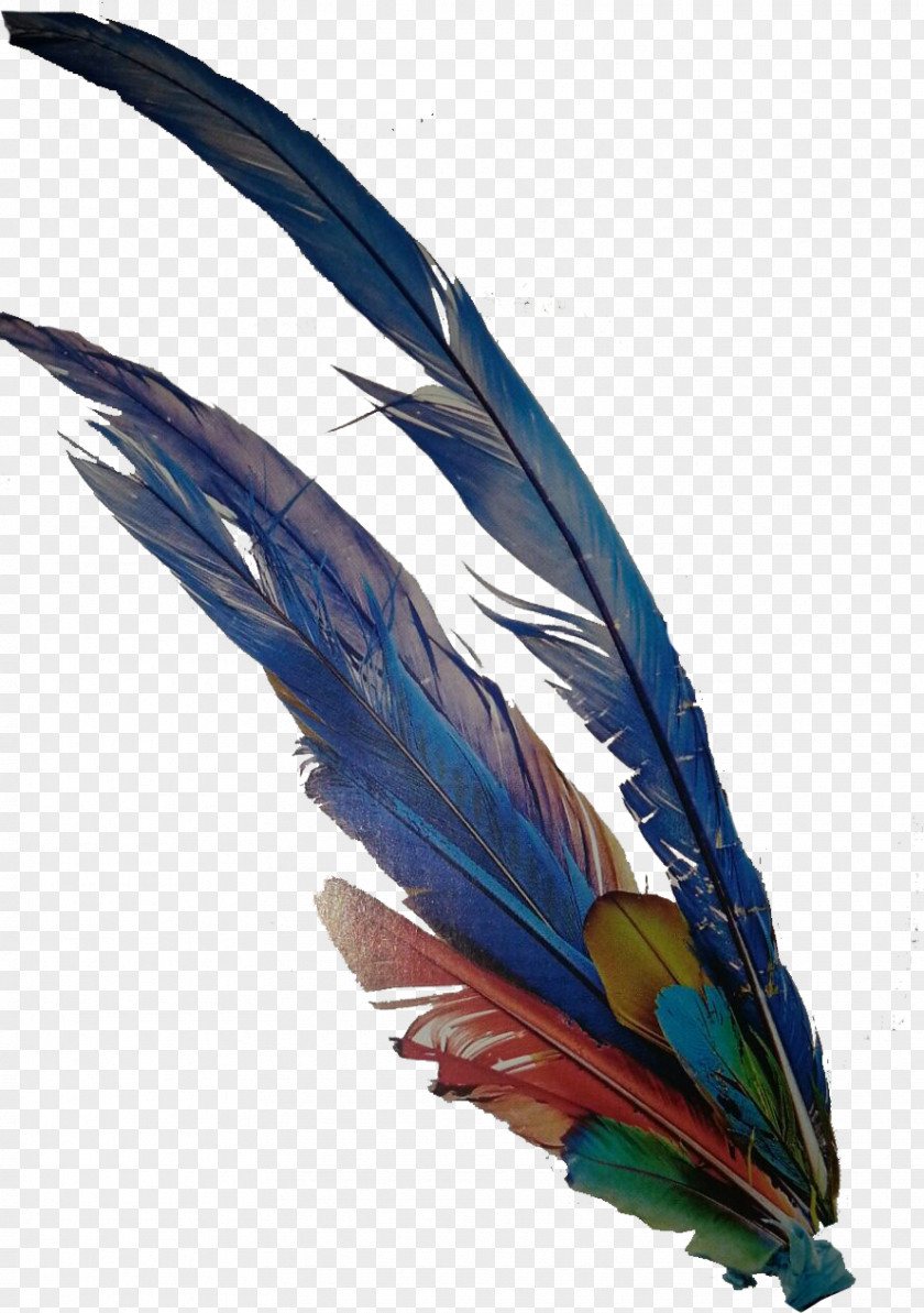 Feather Macaw Cobalt Blue Beak Wing PNG