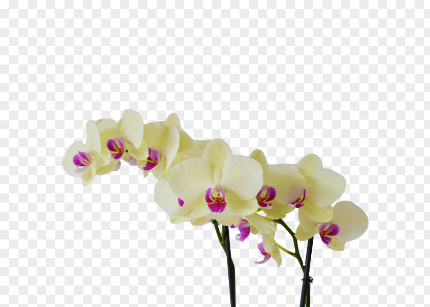 Moth Orchids Cut Flowers Light PNG