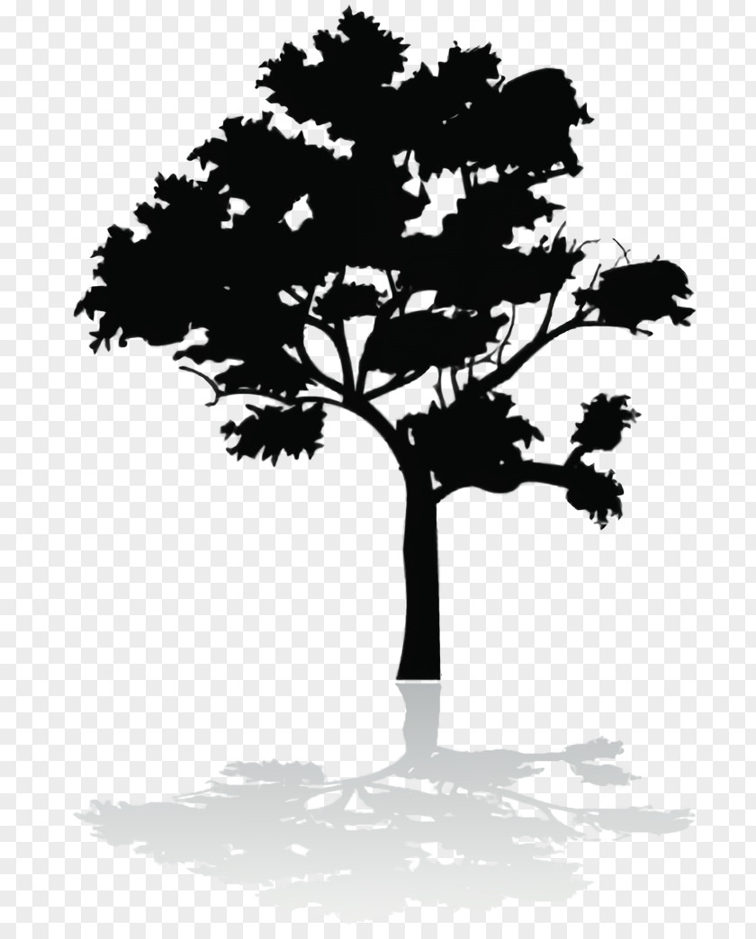 Oak Deciduous Tree Silhouette PNG