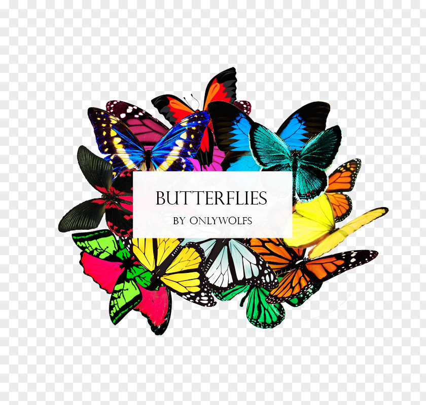 Mariposas Summer Of The Photography Clip Art PNG