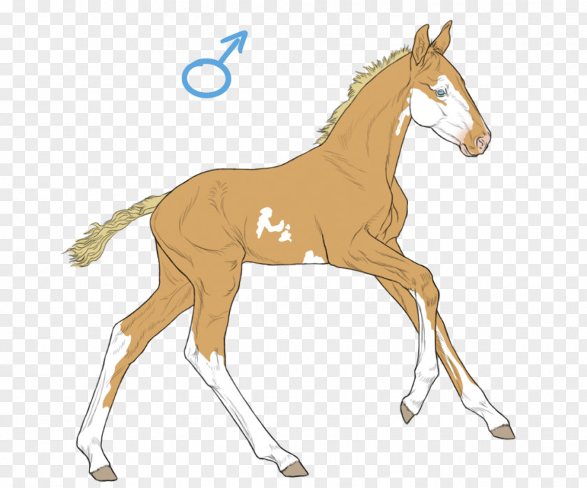 Mustang Foal Colt Stallion Pony PNG