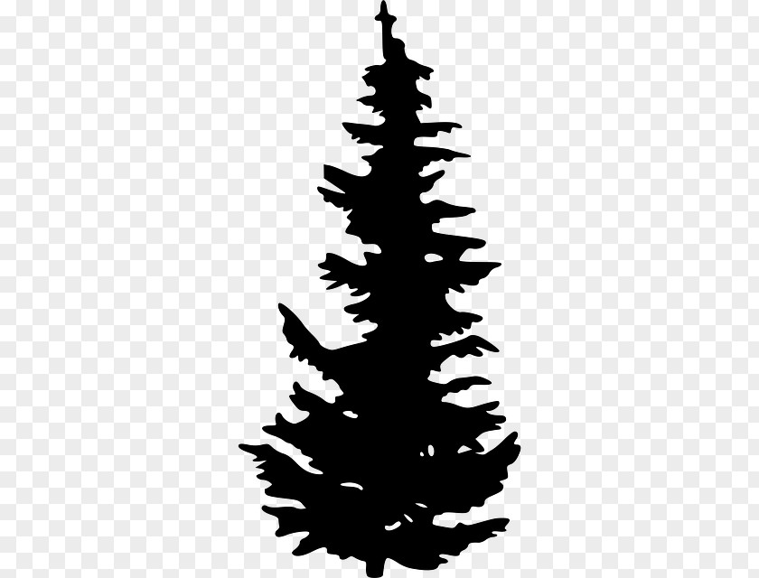 Pine Vector Evergreen Tree Clip Art PNG