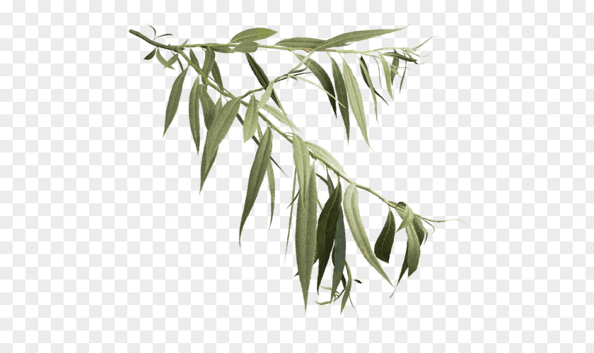 TWIG Salix Alba Askur Weeping Willow Tree Leaf PNG