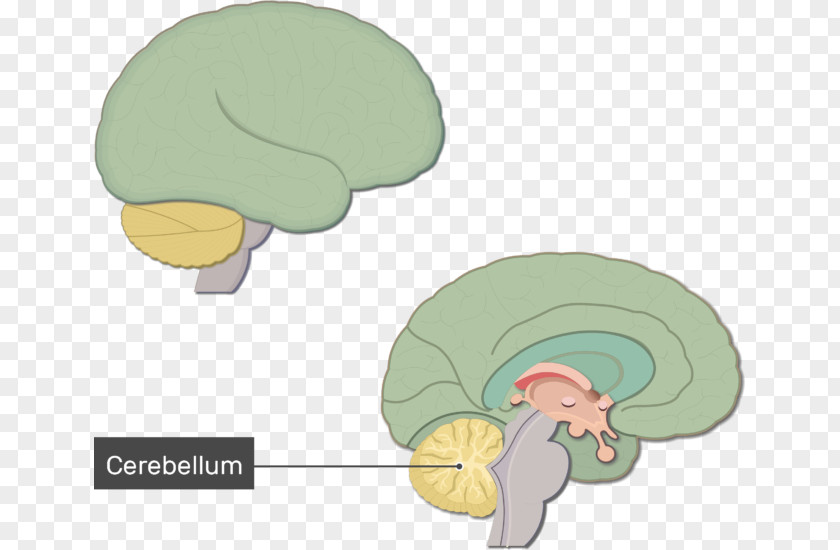 Brain Function Human Anatomy Brainstem Nervous System PNG