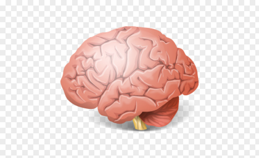 Brain PNG