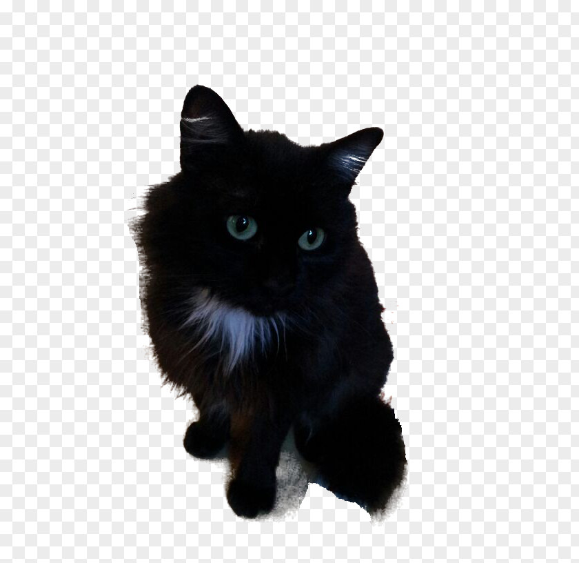 Brief Introduction Cymric Nebelung Bombay Cat Manx Asian Semi-longhair PNG