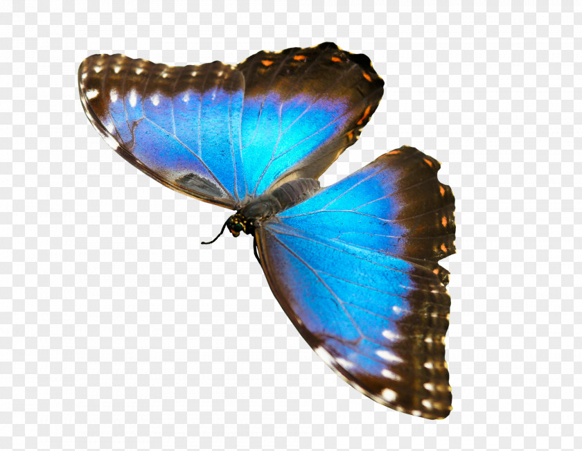 Butterfly Pterygota Gossamer-winged Butterflies Image PNG