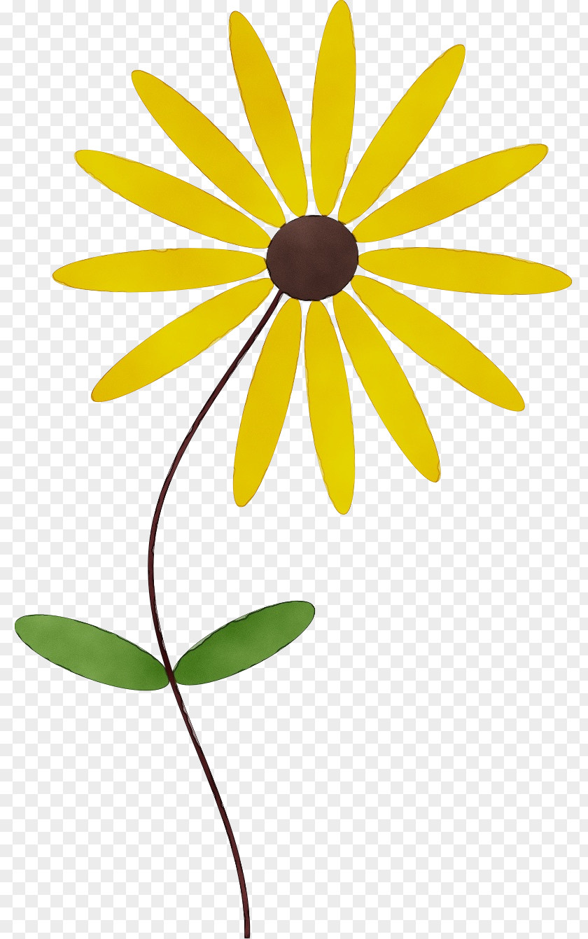 Chamomile Leaf Yellow Flower Plant Black-eyed Susan Petal PNG