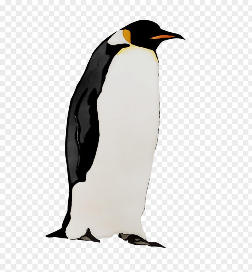 King Penguin Fauna Neck Beak PNG