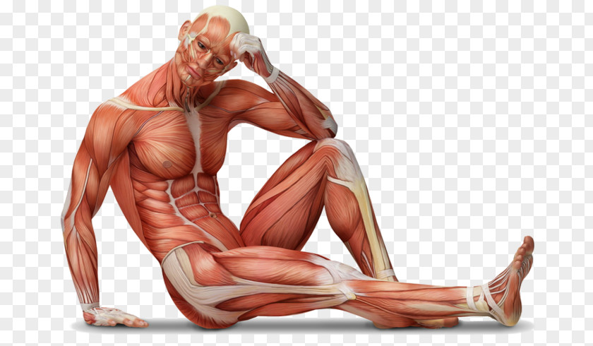 Anatomia 100 Cwiczen Dla Biegaczy Human Body Anatomy Muscle Tissue Wall Decal PNG
