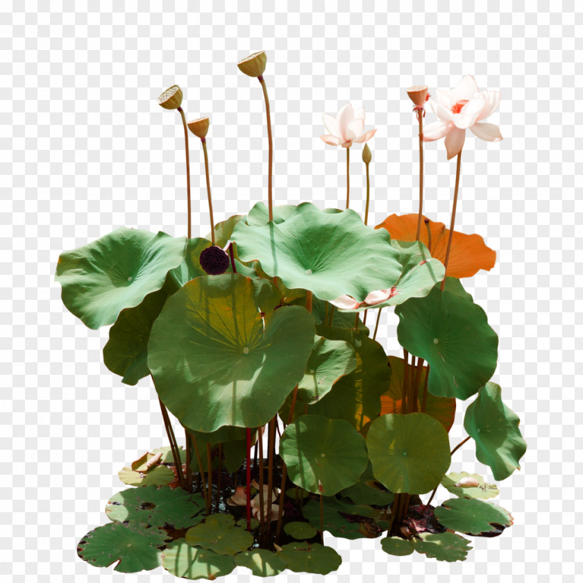 Green Lotus Pond Decorative Patterns Nelumbo Nucifera Clip Art PNG