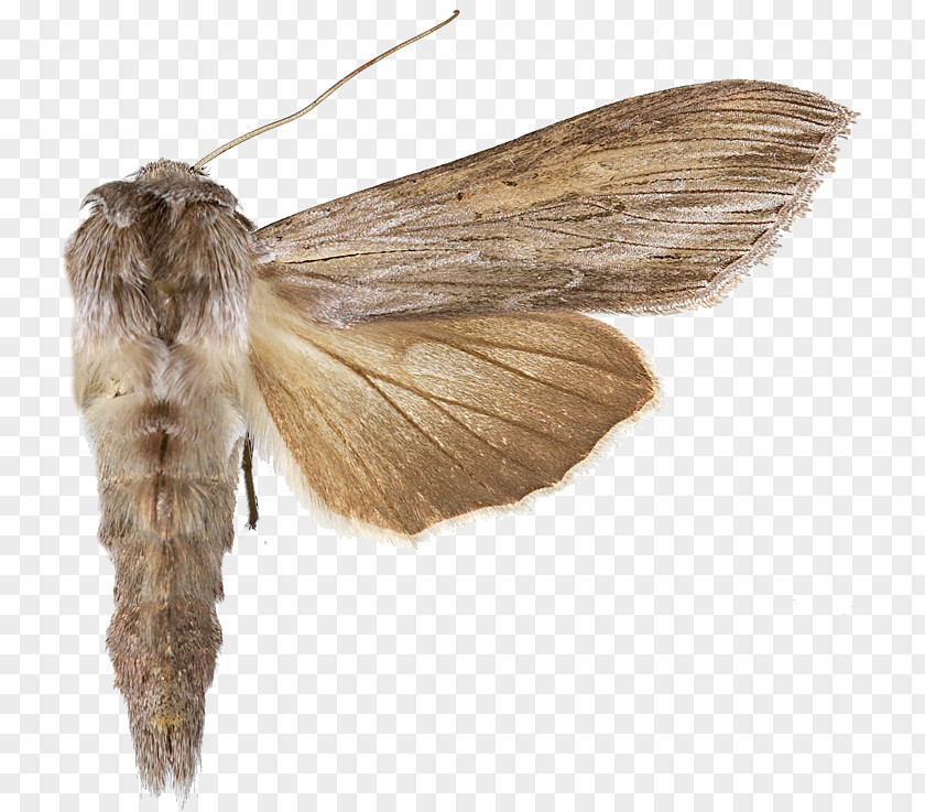 Insect Silkworm Bombycidae PNG