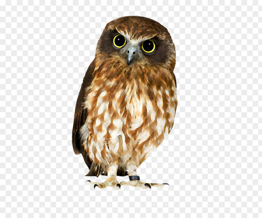 Owl Hawk Strix Newarensis Falcon Our Feathered Friends PNG