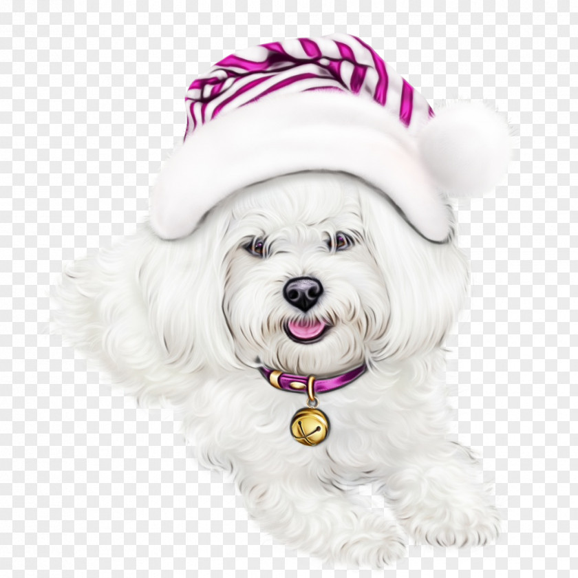 Puppy Havanese Dog Maltese Bichon Coton De Tulear PNG