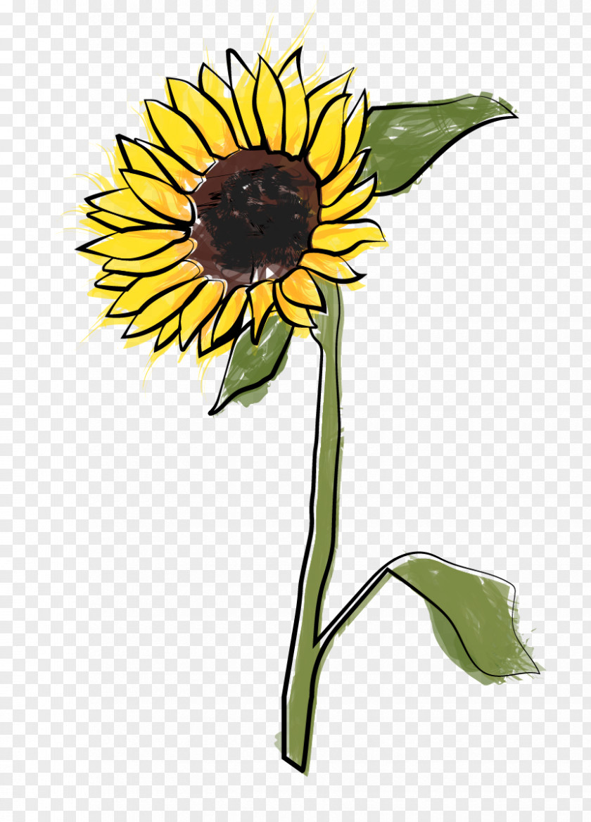 Sunflower Oil Common Seed Cut Flowers Plant Stem Petal PNG