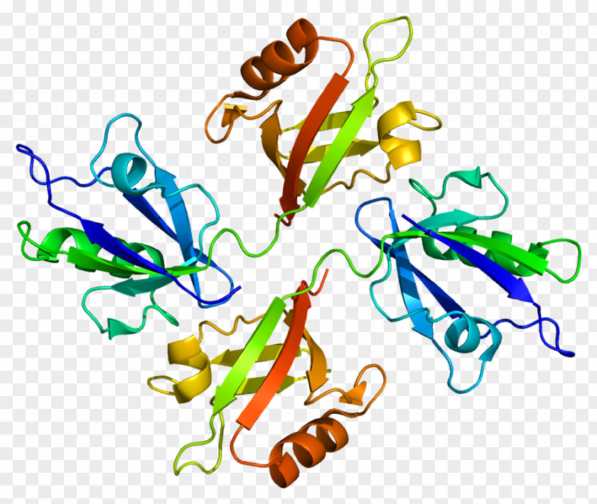 Syntenin-1 TGF Beta 1 SOX4 Protein Receptor PNG