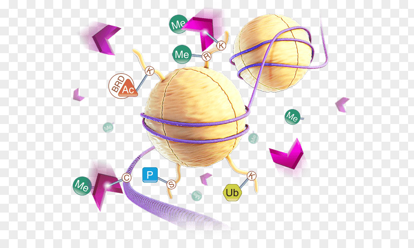 Demethylase Luciferase Chemical Reaction Assay Succinic Acid PNG