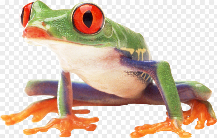 Frog Image Amphibian PNG