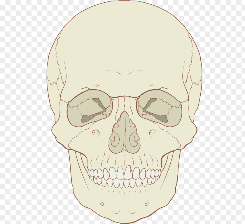 Skull Human Skeleton Axial Body Bone PNG
