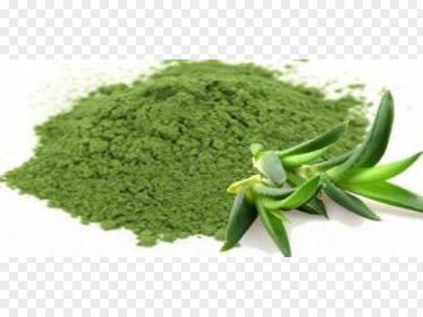 Sliced ​​aloe Vera Aloe Extract Powder Aloin Medicinal Plants PNG