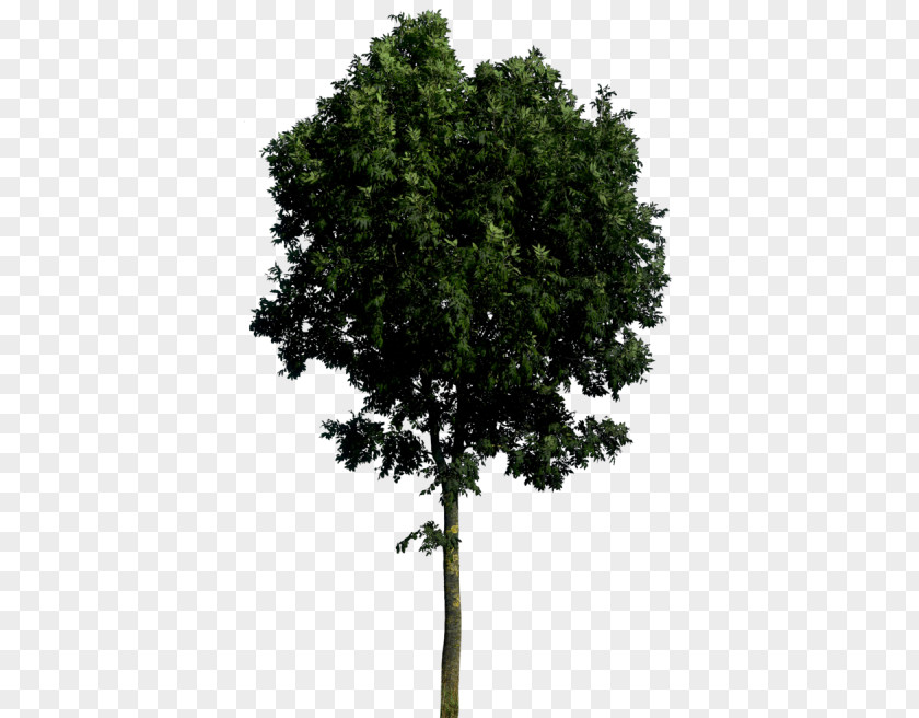 Tree Clip Art PNG