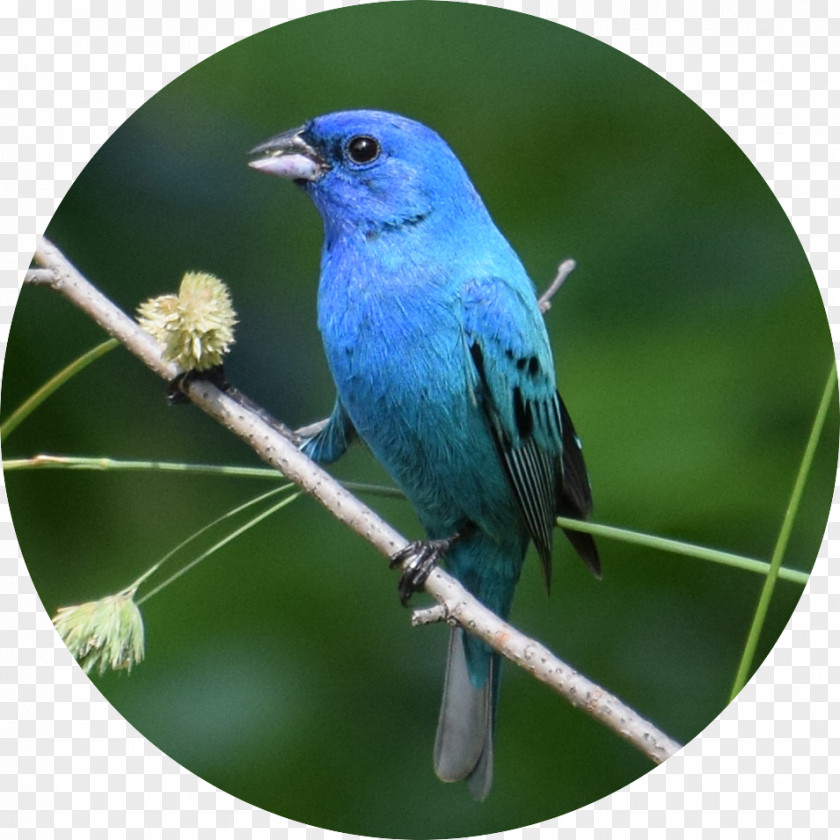 Bird Hummingbird Passerine Indigo Bunting Eastern Bluebird PNG