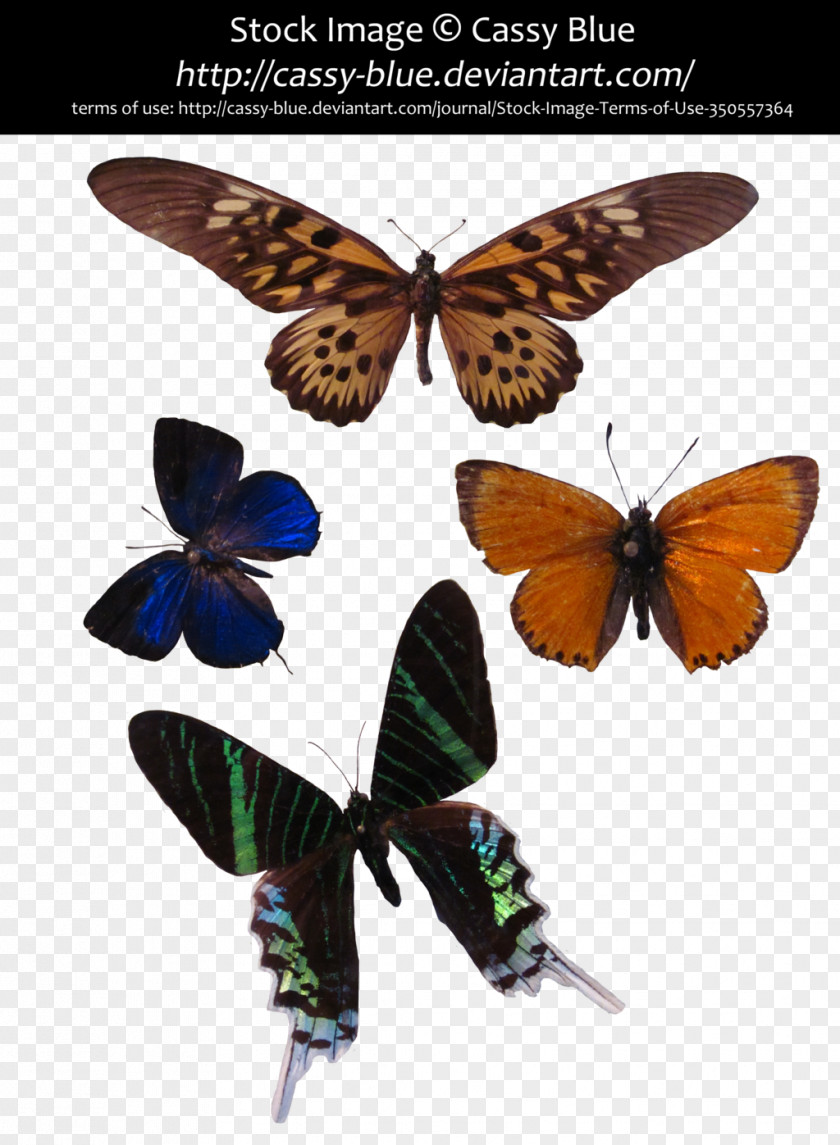 Butterfly Brush-footed Butterflies Gossamer-winged Moth Swallowtails PNG