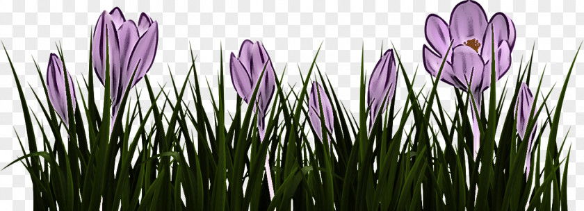 Grass Family Flower Flowering Plant Purple Spring PNG