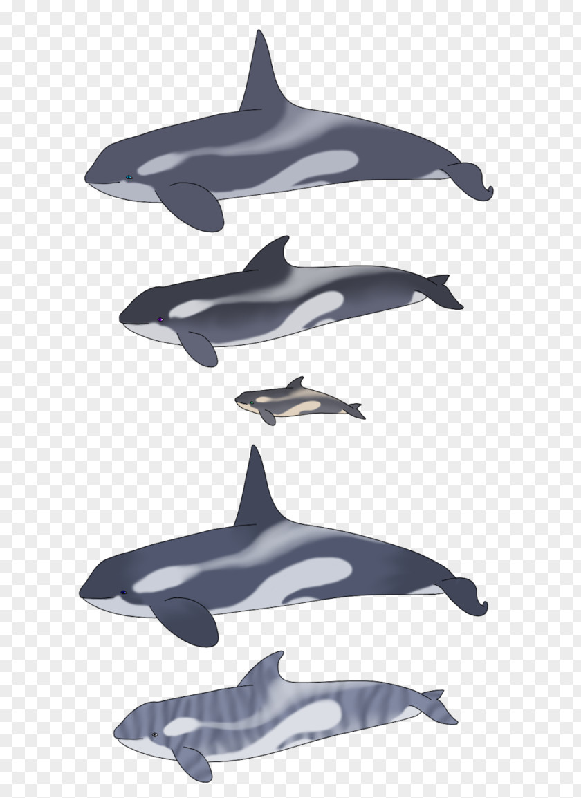 Killer Whale Common Bottlenose Dolphin Tucuxi Rough-toothed Striped Short-beaked PNG
