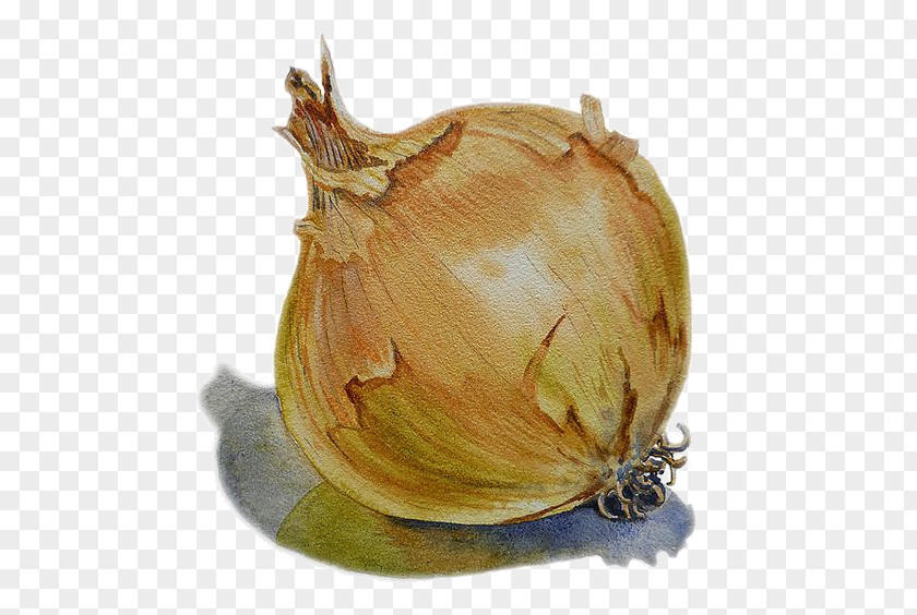 A Garlic Onion Watercolor Painting Vegetable Drawing PNG