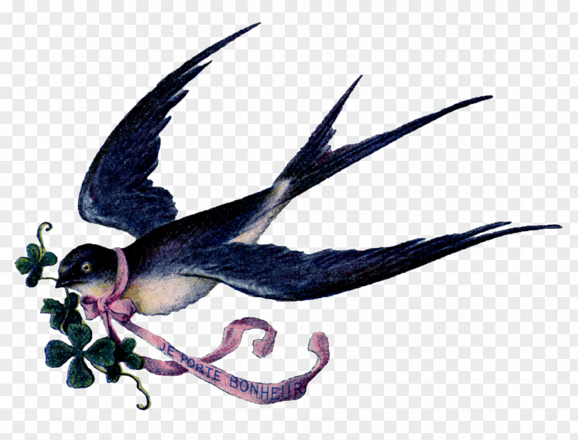 Bird Swallow Clip Art Gulls Image PNG
