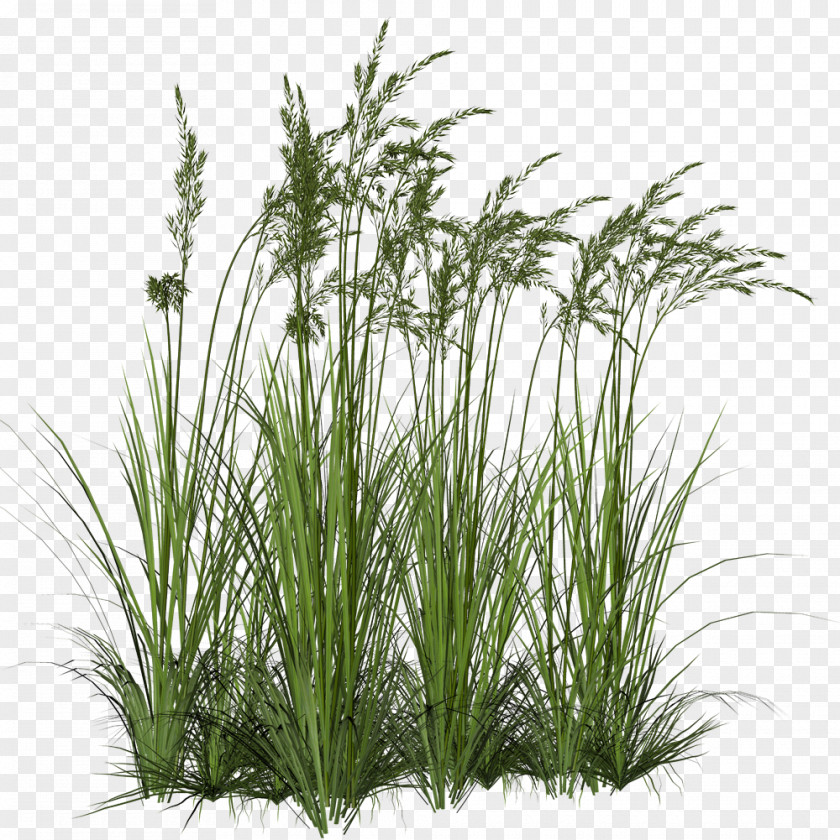 Grass Ornamental Grasses Clip Art PNG